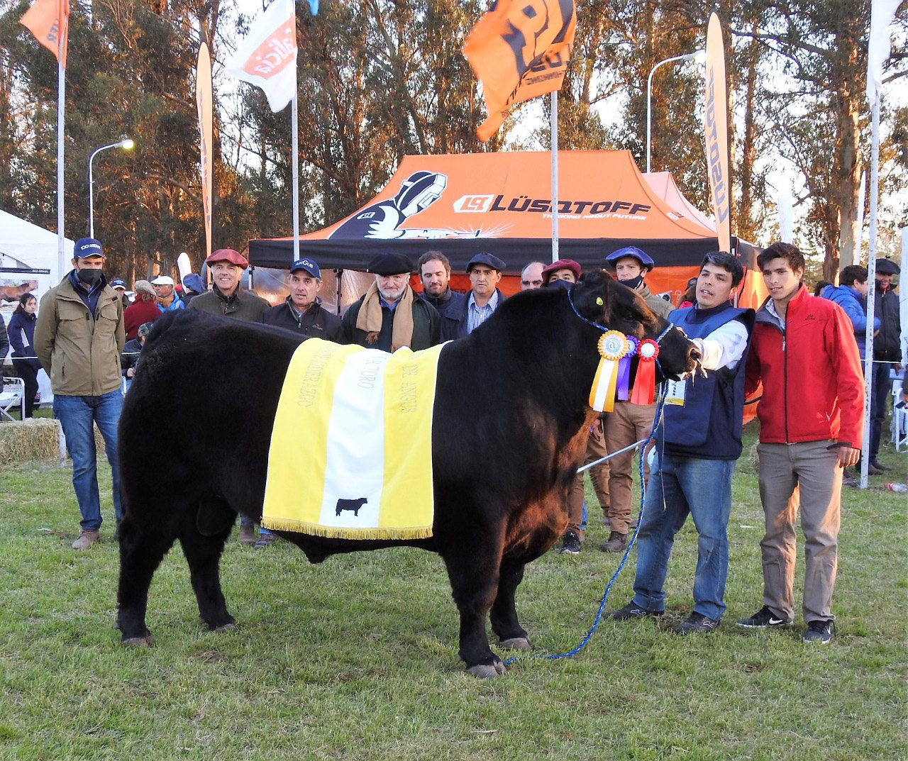 Noticias Expo Nacional Angus en Tandil Premiaron la calidad genética